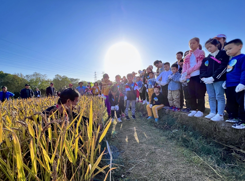 稻花香里说丰年 浙农亲子割稻忙