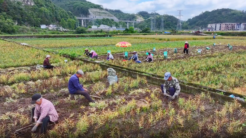 浙贝母中药材GAP标准化示范基地全面进入采收期